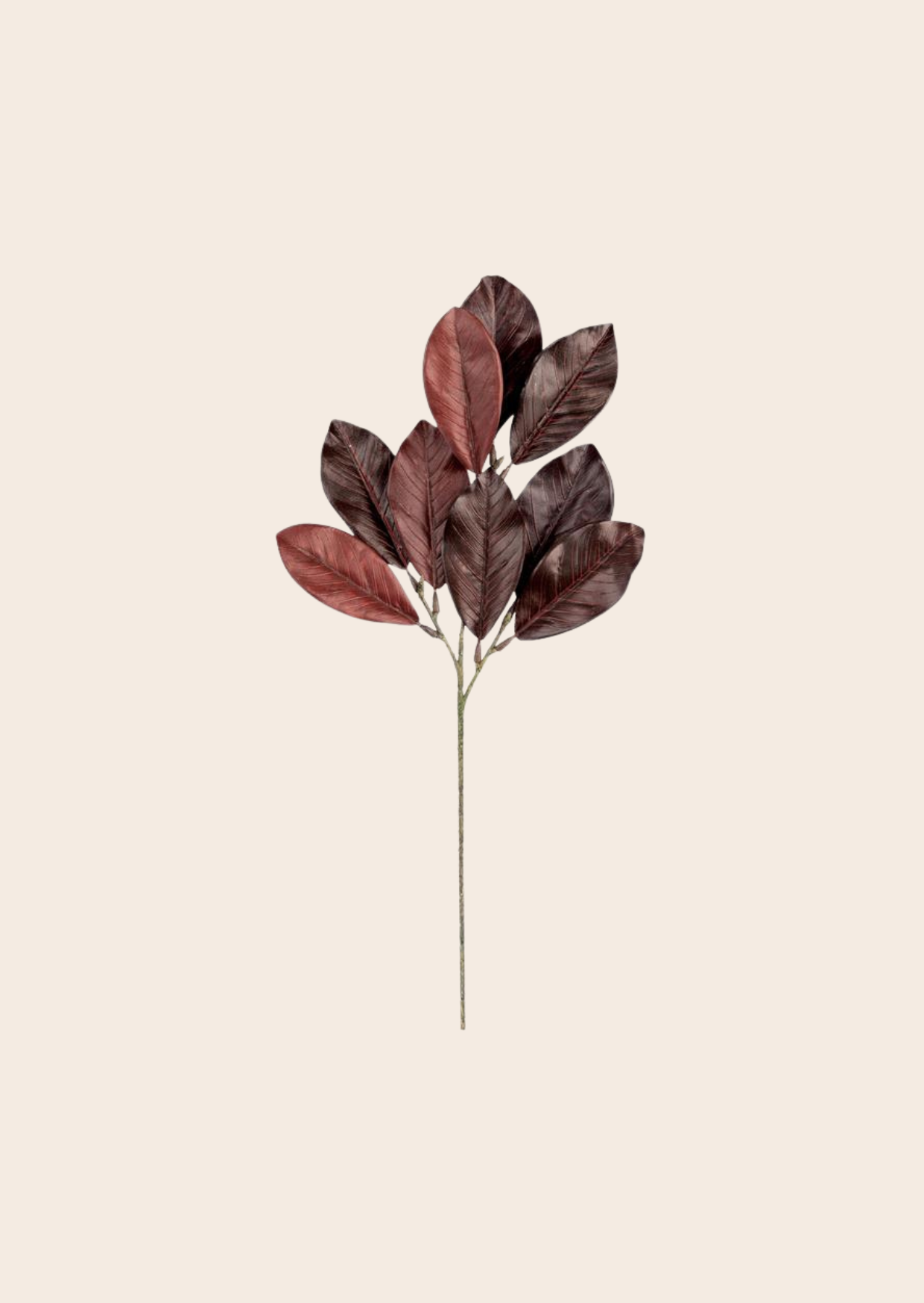 Rama Magnolio Vino