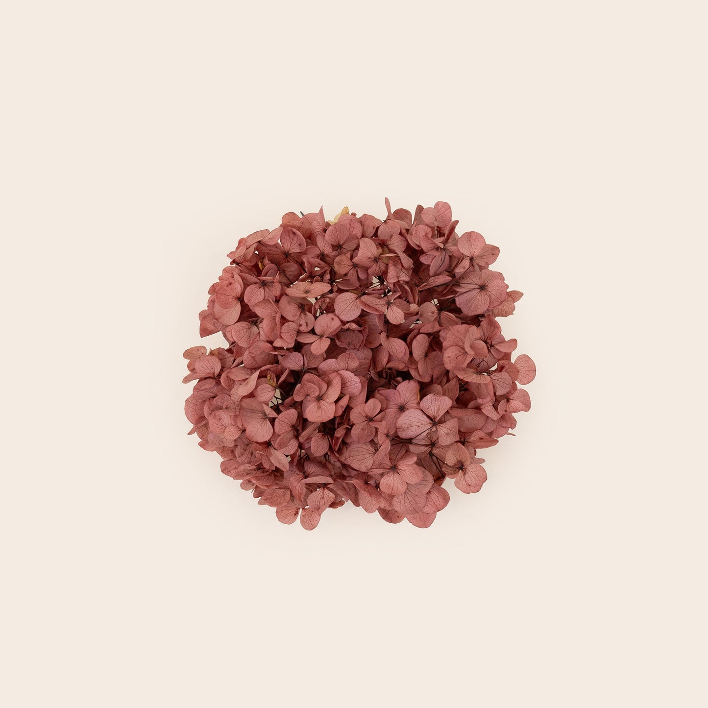 Hortensia seca
