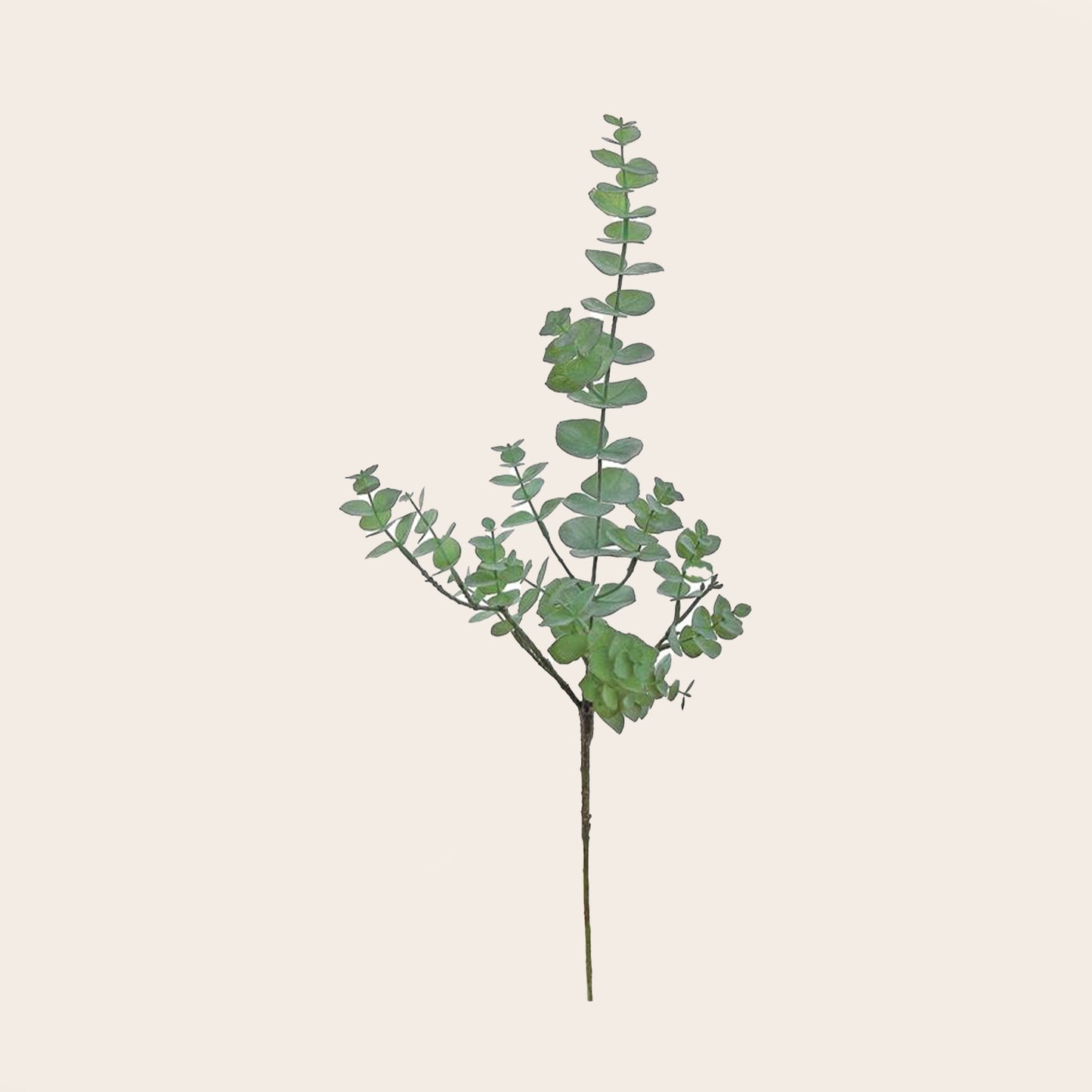 Ramo Eucalipto Verde Salvia