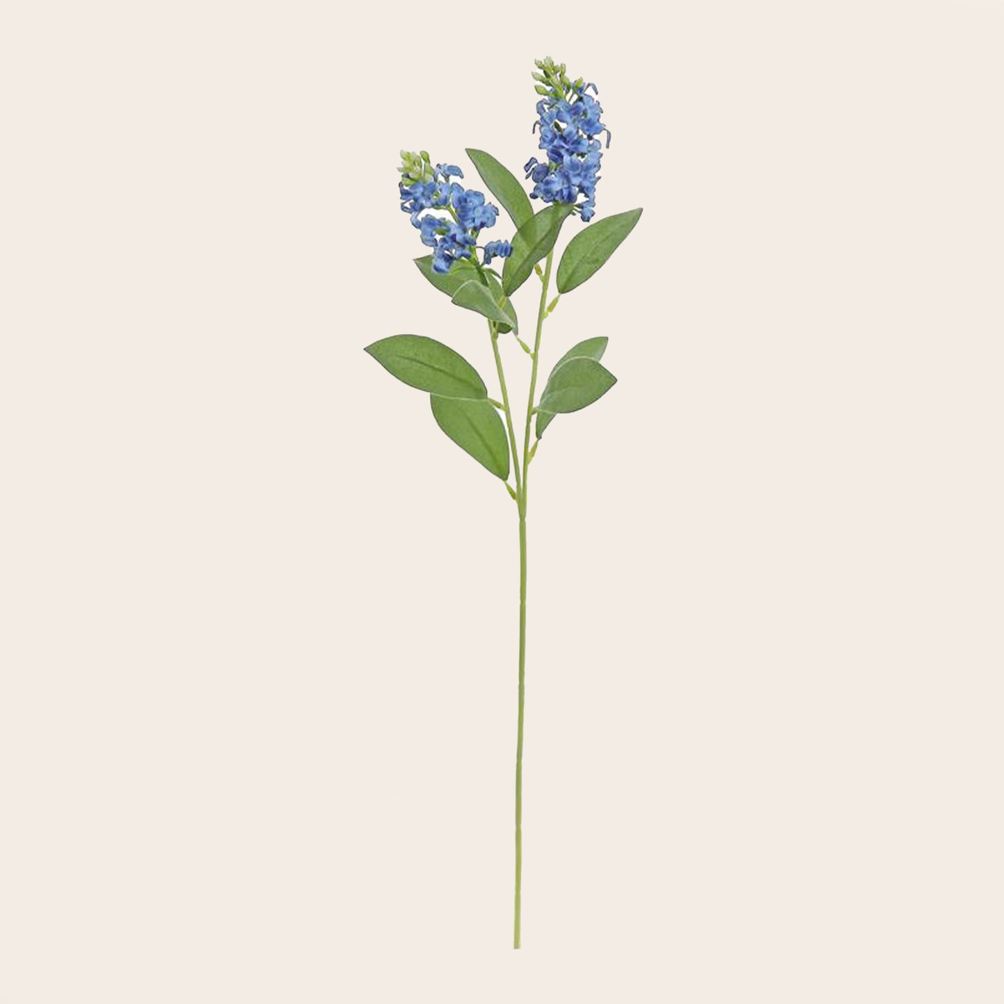 Tallo Campestre Azul