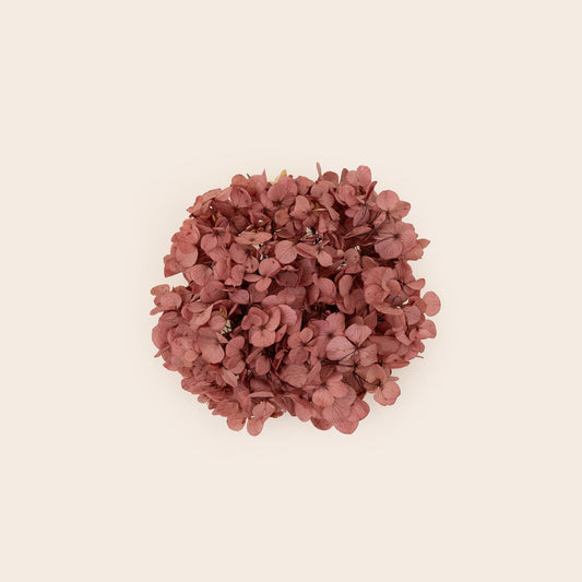 Hortensia seca