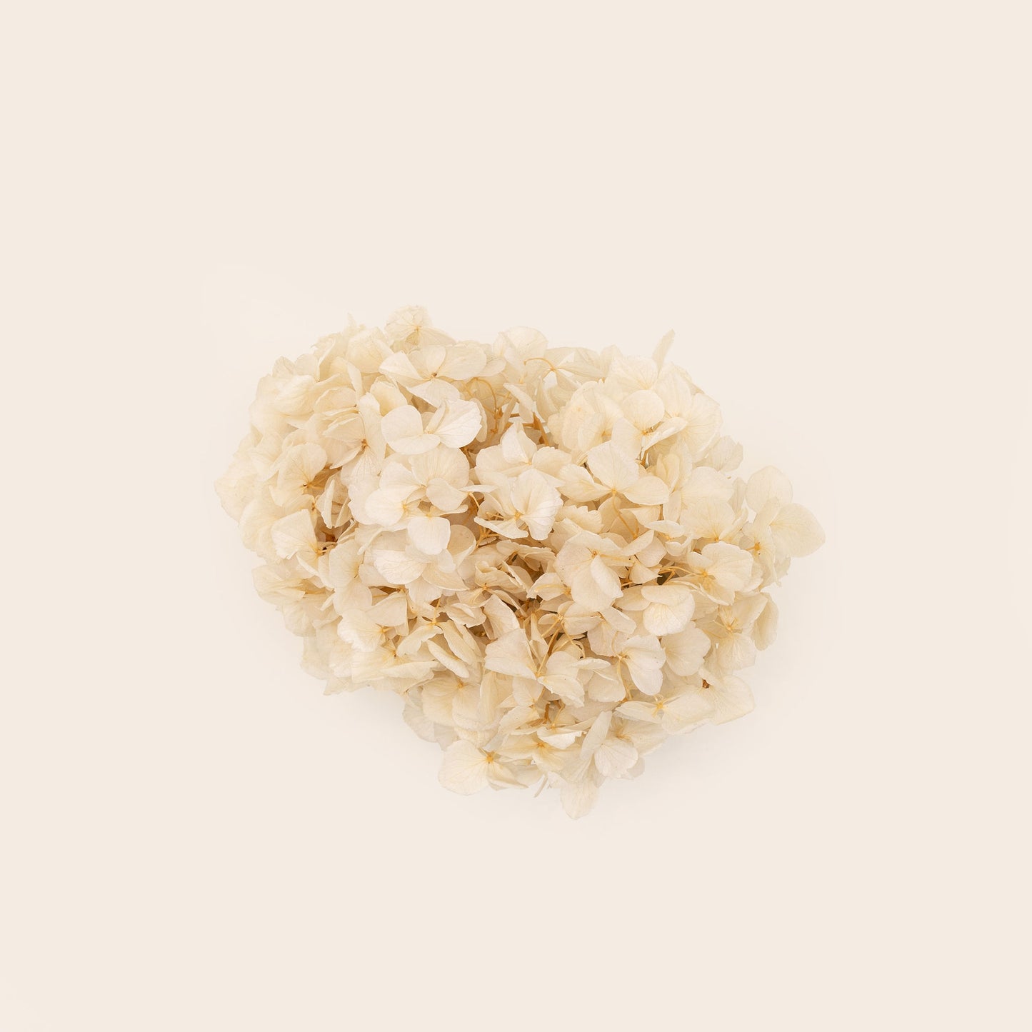 Hortensia seca