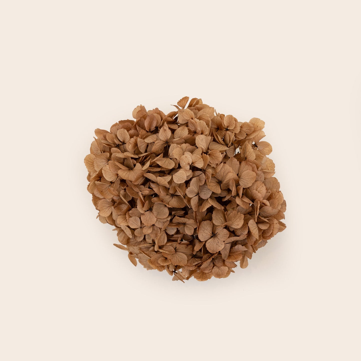 Hortensia seca